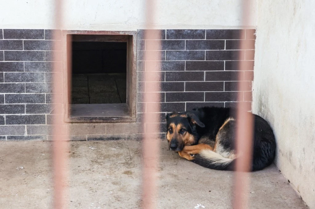 Wolontariusz w azylu to anioł Czarny pies leżący skulony przy ścianie w betonowym boksie z metalowymi prętami, obok wejście do pomieszczenia w ścianie wyłożonej ciemnymi kafelkami.