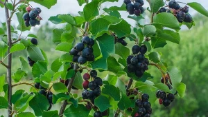 Wiosną jest skąpana w kwiatach. Latem daje owoce smaczniejsze od borówek