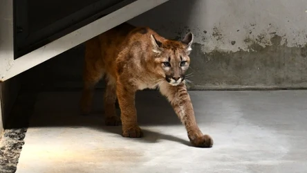 Puma znaleziona w Polsce zakończyła kwarantannę w Poznaniu i trafi do specjalistycznego ośrodka w Belgii