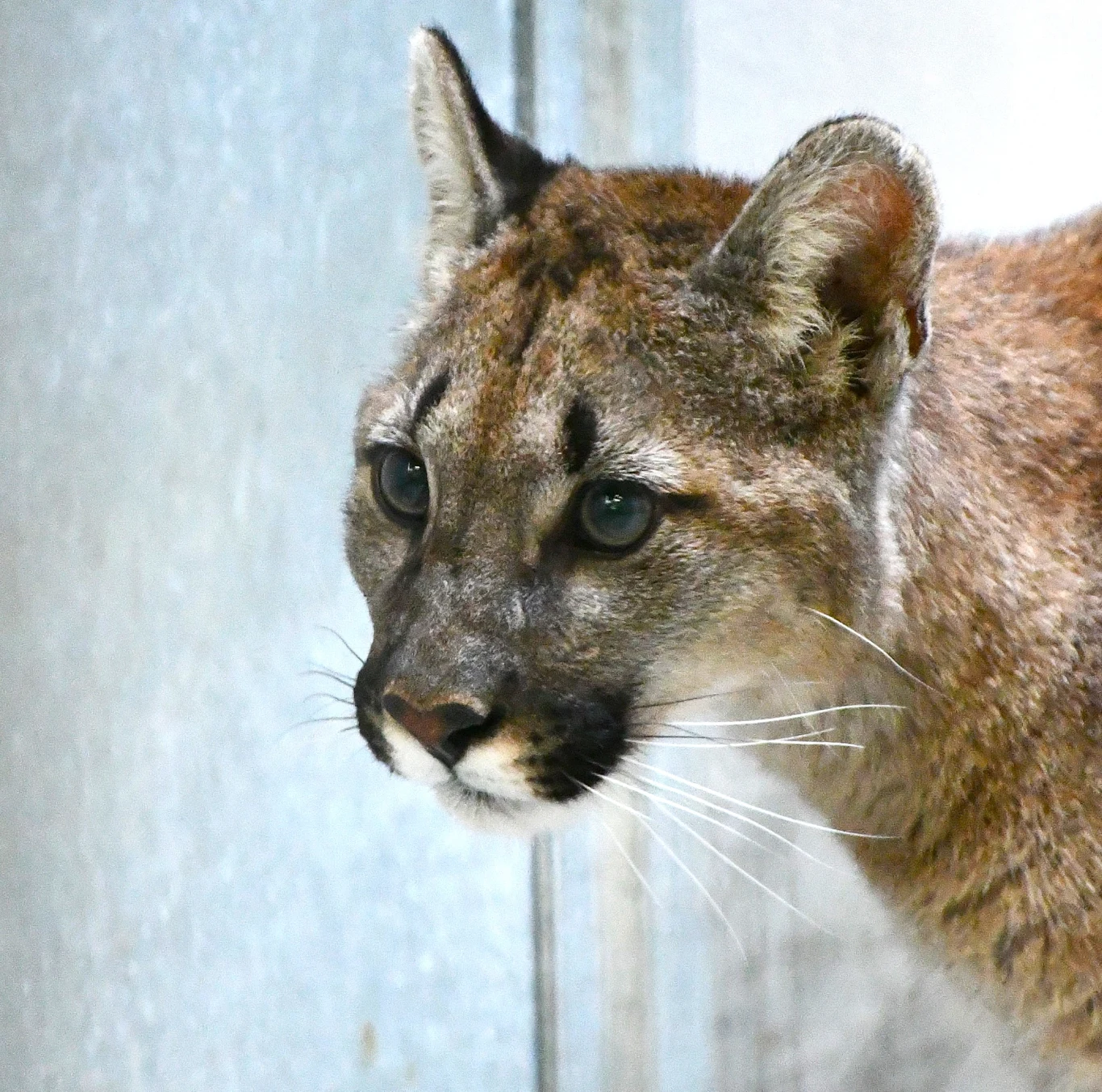 Puma z gminy Polanów (woj. zachodniopomorskie) w momencie schwytania miała zaledwie ok. pół roku Zbliżenie głowy pumy o intensywnym spojrzeniu, uszy skierowane do góry, jasnobrązowa sierść z ciemniejszymi akcentami wokół oczu i nosa.