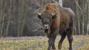 Sierpień i wrzesień to okres godów u żubrów. Wtedy ryzyko ataku jest największe