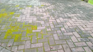 Czy cola usuwa mech z kostki brukowej? Mało kto wie, jak naprawdę działa