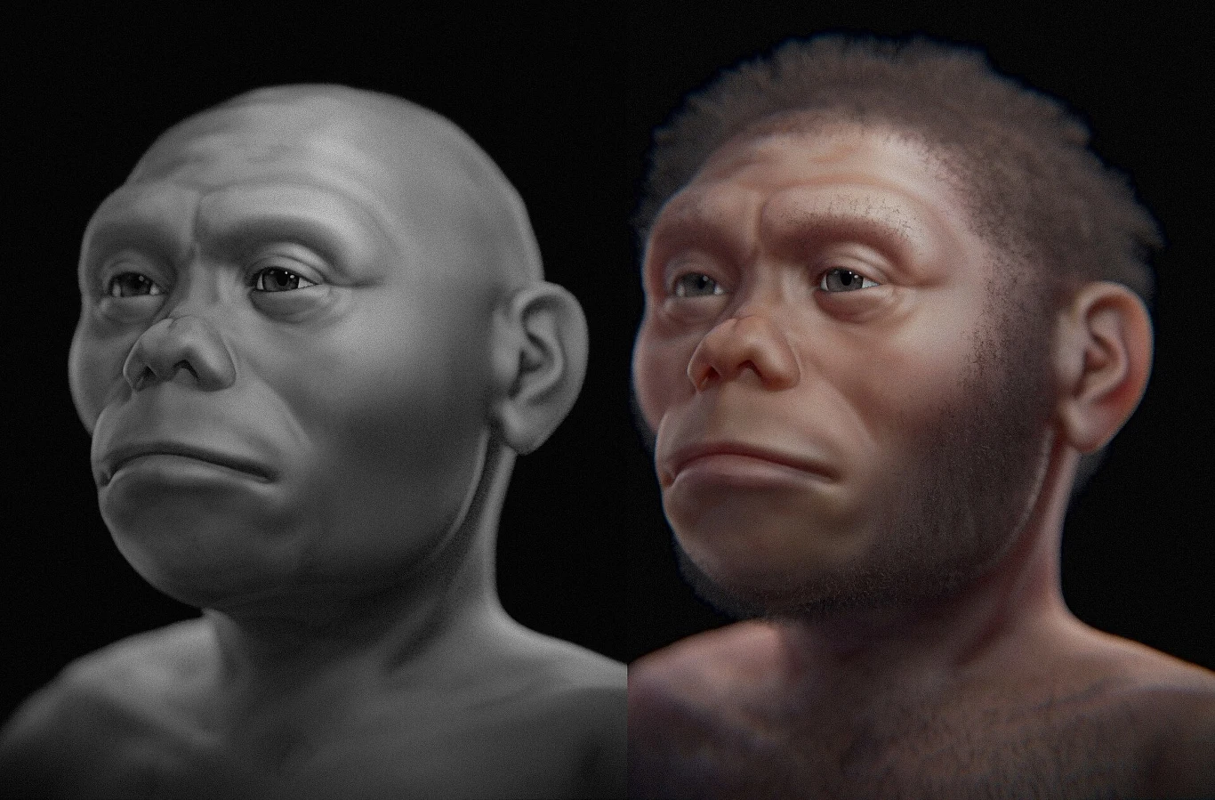 Naukowcy zbadali szczątki Homo floresiensis - ewolucyjnego kuzyna człowieka, nazywanego "hobbitem". Dwie rekonstrukcje głowy Homo floresiensis: po lewej bez owłosienia, po prawej z owłosieniem i w kolorze.