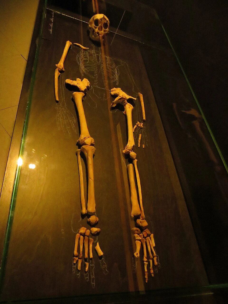 Szczątki Homo floresiensis LB 1. Szkielet hominida ułożony w gablocie, widoczne dobrze zachowane kości kończyn oraz czaszka, całość otoczona szkłem ochronnym.
