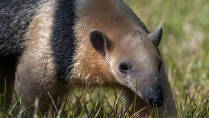 Tamandua jest bliskim krewnym mrówkojada wielkiego, ale żyje na drzewach