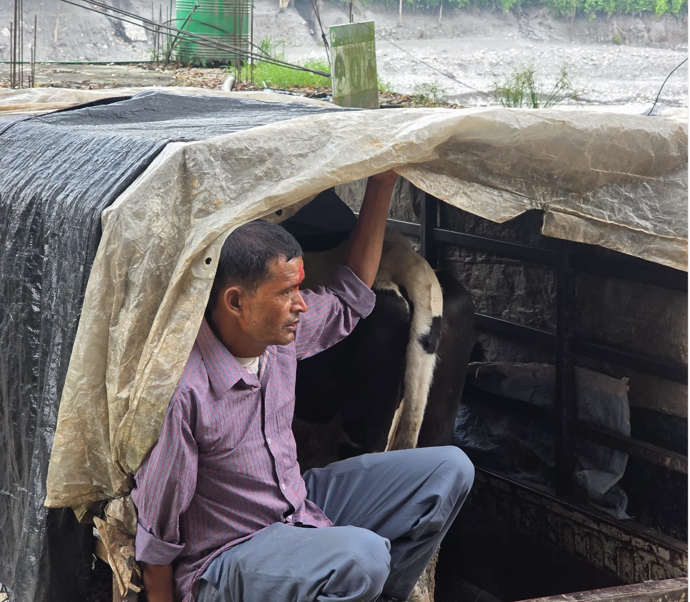 Nepalczycy wypatrują nadziei Mężczyzna w różowej koszuli przysiada pod plastikowym zadaszeniem, obok stoi krowa, a jego dłoń opiera się o konstrukcję osłony.