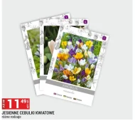 Cebulki kwiatowe Krokus
