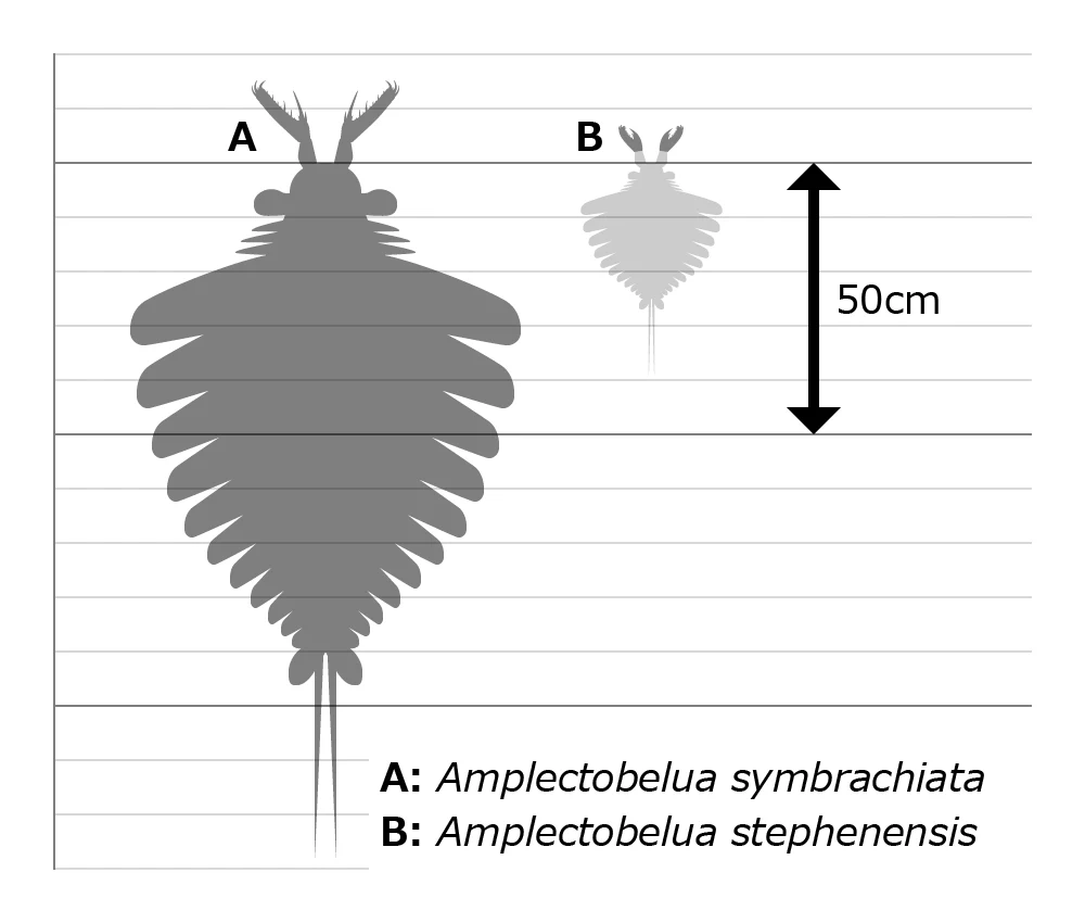 Porównanie rozmiarów dwóch wymarłych stawonogów: większy Amplectobelua symbrachiata oraz mniejszy Amplectobelua stephenensis z podaną skalą 50 cm, oba widoczne w postaci szarych sylwetek i opisane podpisami literowymi.