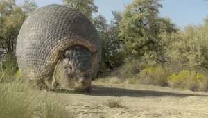 Glyptotherium było ogromnym pancernikiem, wielkim jak samochód