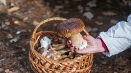 Borowiki i podgrzybki już pojawiły się w polskich lasach. 