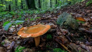 Jedne z najsmaczniejszych grzybów już są. Oto co można z nich zrobić