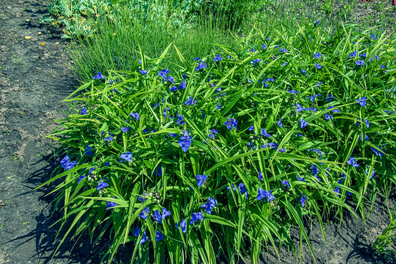 Trzykrotka Andersona (Tradescantia × andersoniana) to bylina, którą warto mieć w ogrodzie. Kępa zielonych, długich liści z licznymi, drobnymi, intensywnie niebieskimi kwiatami wyrastającymi w naturalnym ogrodzie.