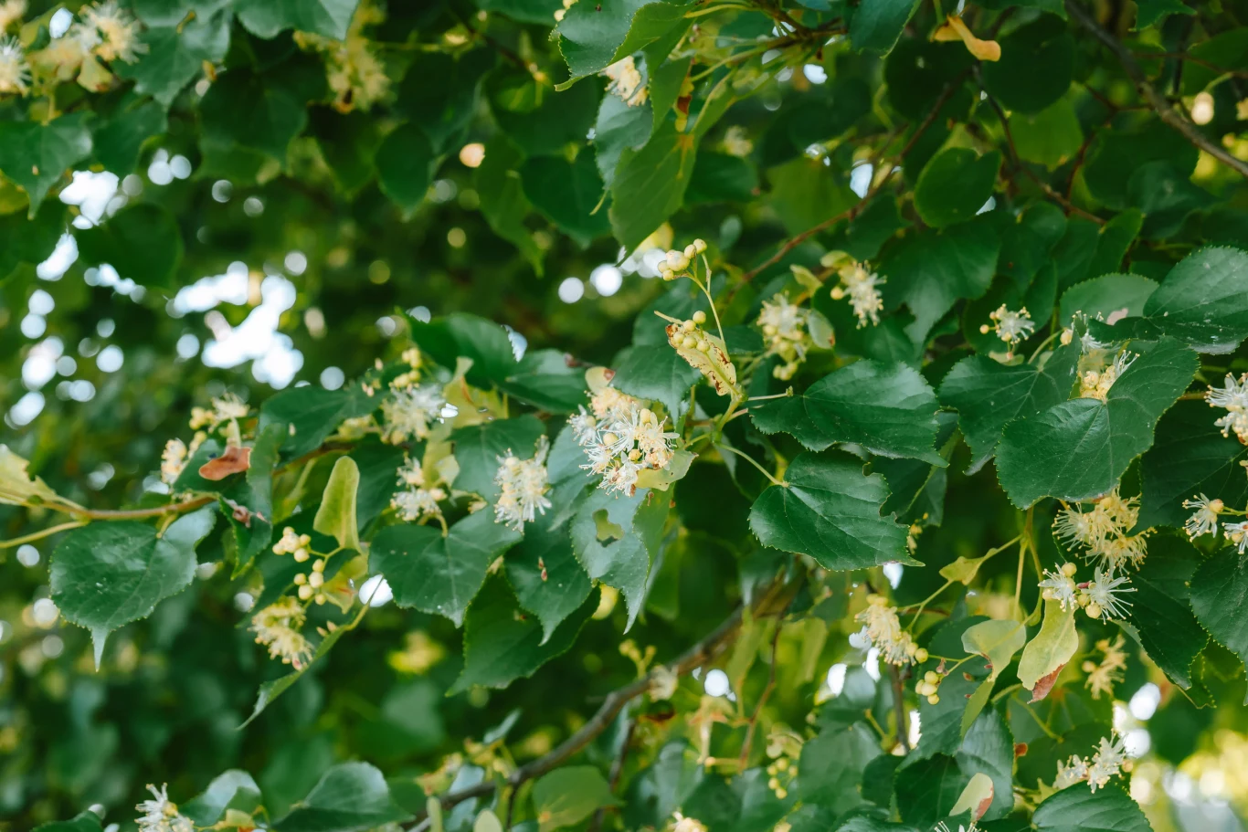Lipa drobnolistna to nie tylko piękne drzewo. Jej kwiaty mają wyjątkowe właściwości Gęste gałęzie lipy pokryte zielonymi liśćmi i drobnymi, jasnokremowymi kwiatami.