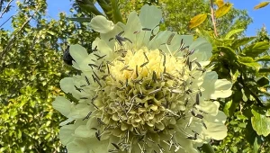 Głowaczek olbrzymi (Cephalaria gigantea) jest byliną tak imponującą, że robi wrażenie na każdym.