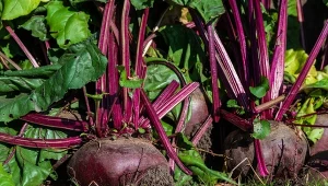 Przygotuj roztwór z soli, który poprawi smak buraków na chwilę przed zbiorami