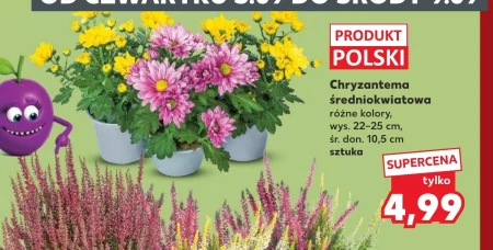 Хризантема Polski