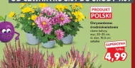 Chryzantema Polski
