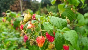 Maliny jesienne są mniej podatne na szkodniki m.in. z uwagi na specyficzny termin kwitnienia i owocowania.