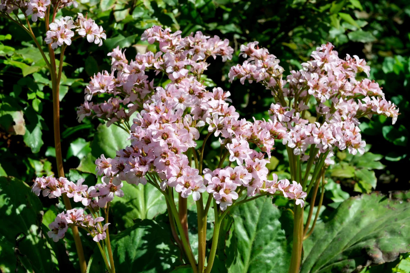 Jak rozmnożyć bergenię sercolistną? Bergenia sercolistna w pełnym rozkwicie