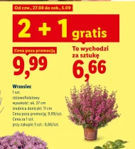 Wrzosiec