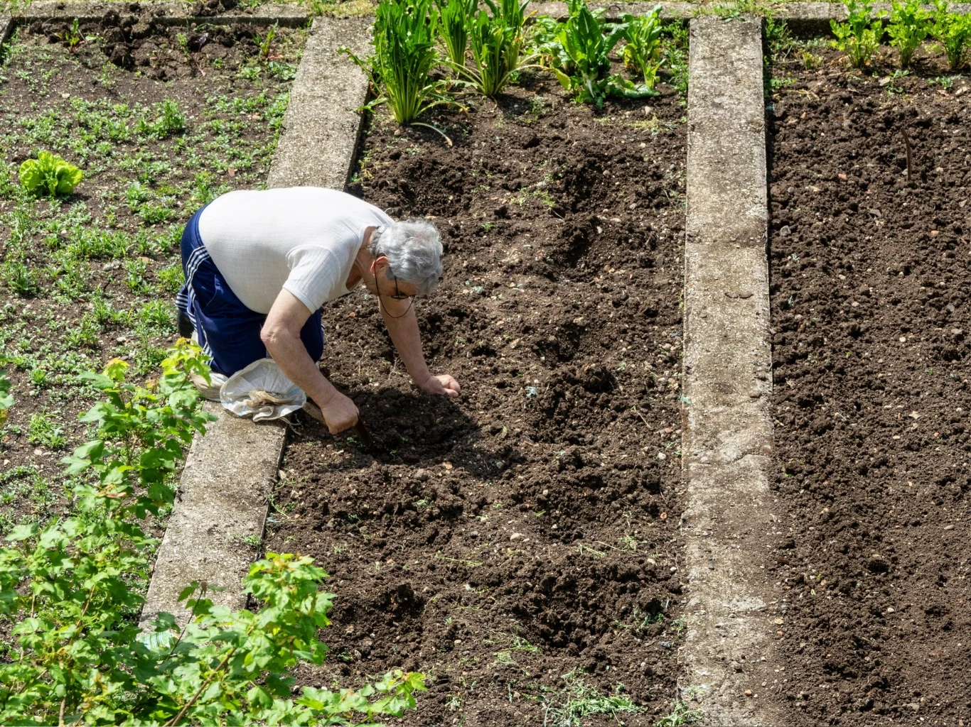 Starsza osoba w białej koszulce i niebieskich spodniach pielęgnuje grządkę warzywną, pochylona nad świeżo przekopaną ziemią między betonowymi ścieżkami.