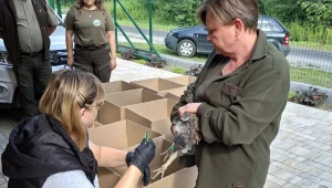 Głuszce przygotowywane do transportu. fot. archiwum RDLP w Krośnie
