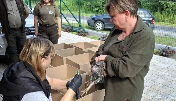 Głuszce przygotowywane do transportu. fot. archiwum RDLP w Krośnie