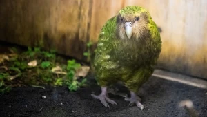 Jeszcze w latach 90. w Nowej Zelandii żyło zaledwie 51 kakapo