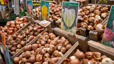 Cebulki tulipanów.