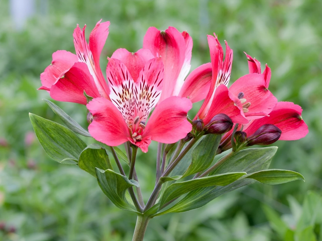 Alstromeria ogrodowa jest mocno wrażliwa na zastoje wody Jaskrawo różowa alstremeria z delikatnymi, ciemnymi plamkami na płatkach i pąkami kwiatowymi na tle rozmytej zieleni liści.