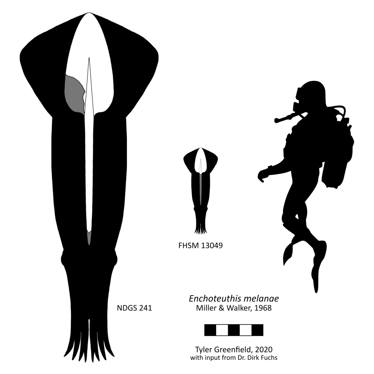 Porównanie sylwetki wymarłego głowonoga Enchoteuthis melanae z nurkiem, ukazujące różnicę w wielkości obu okazów oraz dwa okazy tego prehistorycznego zwierzęcia oznaczone jako NDGS 241 i FHSM 13049.