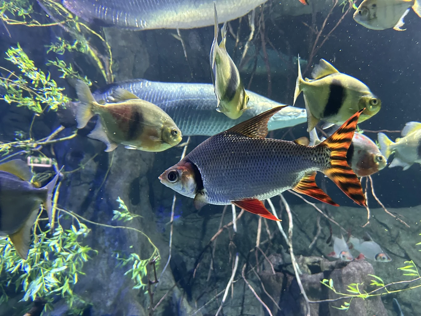 Ryby prezentowane w pawilonie "Wodny świat" w parku zoologicznym w Opolu Akwarium z rybami, część ekspozycji wodnej w Opolu, w ogrodzie zoologicznym, w którym jest wiele gatunków zwierząt.