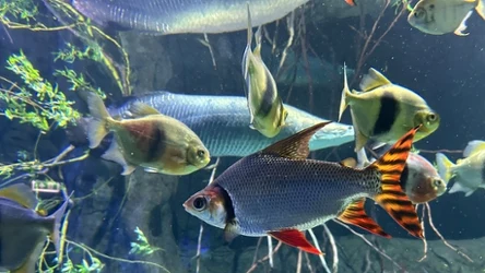 Ryby prezentowane w pawilonie "Wodny świat" w parku zoologicznym w Opolu 