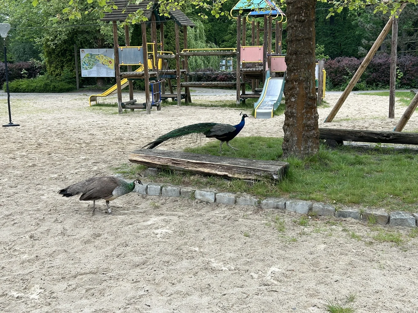 Paw spacerujący po placu zabaw, park zoologiczny w Opolu Dwa pawie spacerujące po piaszczystym placu zabaw z widocznymi zjeżdżalniami i drewnianymi konstrukcjami w tle.