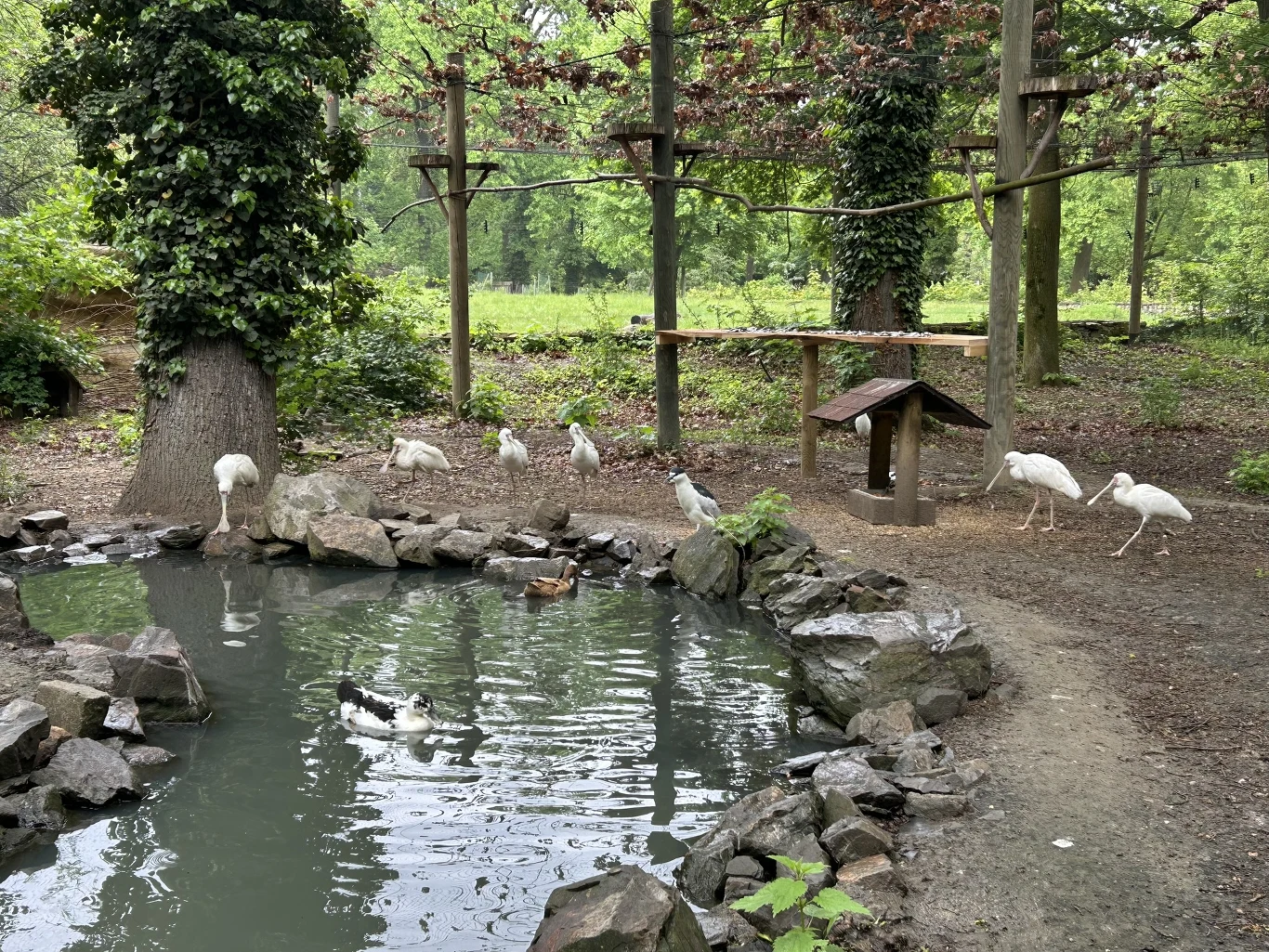 Park zoologiczny w Opolu przyciąga zielenią i spokojem Grupa białych ptaków spacerujących wokół oczka wodnego otoczonego kamieniami, z małą drewnianą budką w tle pośród drzew.