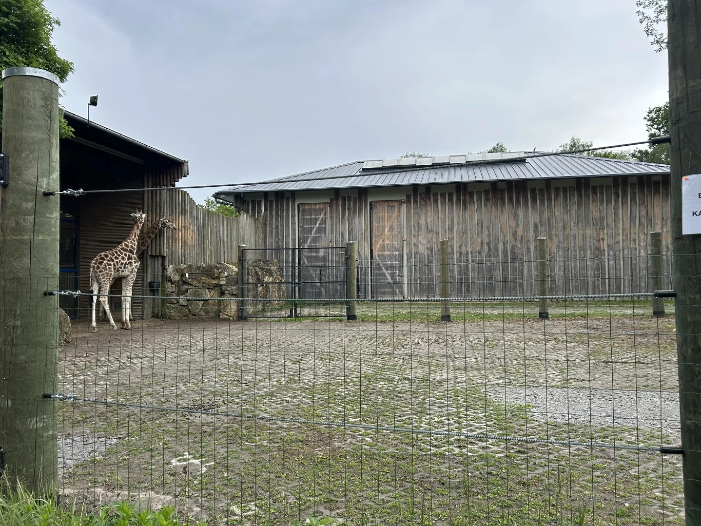 Zwierzęta w opolskim zoo mają duże wybiegi Żyrafa stojąca w zagrodzie przy drewnianym budynku, oddzielona metalowym ogrodzeniem.