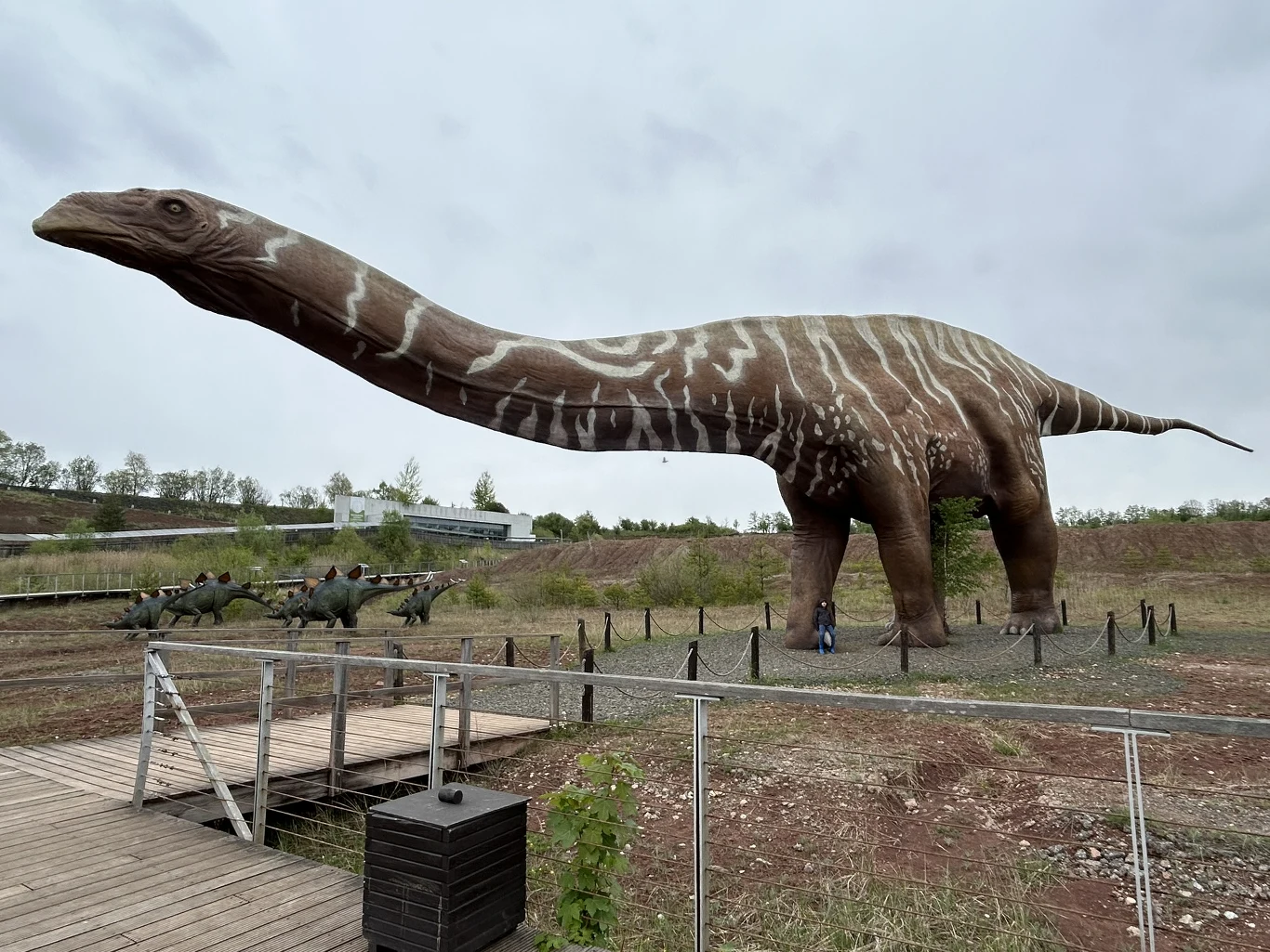 W Krasiejowie można zobaczyć dinozaury w skali 1:1 Ogromna figura dinozaura z długą szyją i ogonem stojąca na ogrodzonym terenie, z widoczną osobą dla skali oraz kilkoma mniejszymi figurami dinozaurów w tle.