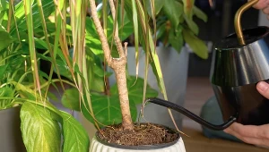 Pora na wymianę wody w akwarium? To cenny i darmowy koktajl dla roślin