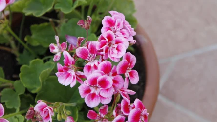 Zimowanie pelargonii to sposób, by cieszyć się ich kwiatami w kolejnym sezonie. Zobacz, kiedy wnieść je do domu i jak je pielęgnować jesienią.