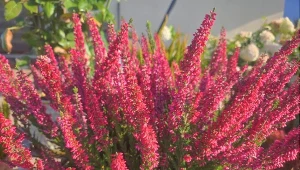 We wrześniu odrobinkę wsypuję do konewki. Moje wrzosy kwitną fenomenalnie