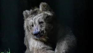 Polowanie na niedźwiedzie brunatne na Białorusi jest znów legalne