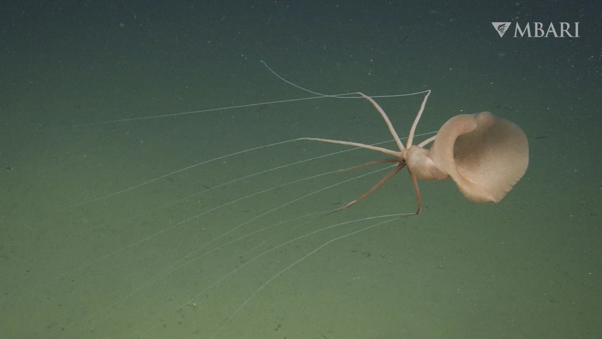Kałamarnice wielkopłetwe z rodzaju Magnapinna przypominają pająki Kałamarnica wielkopłetwa Magnapinna z szerokimi płetwami i długimi mackami w głębinach oceanu.