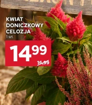 Kwiat