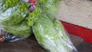 Obejrzyj sałatę przed zakupem. Jej spożycie może mieć opłakane skutki