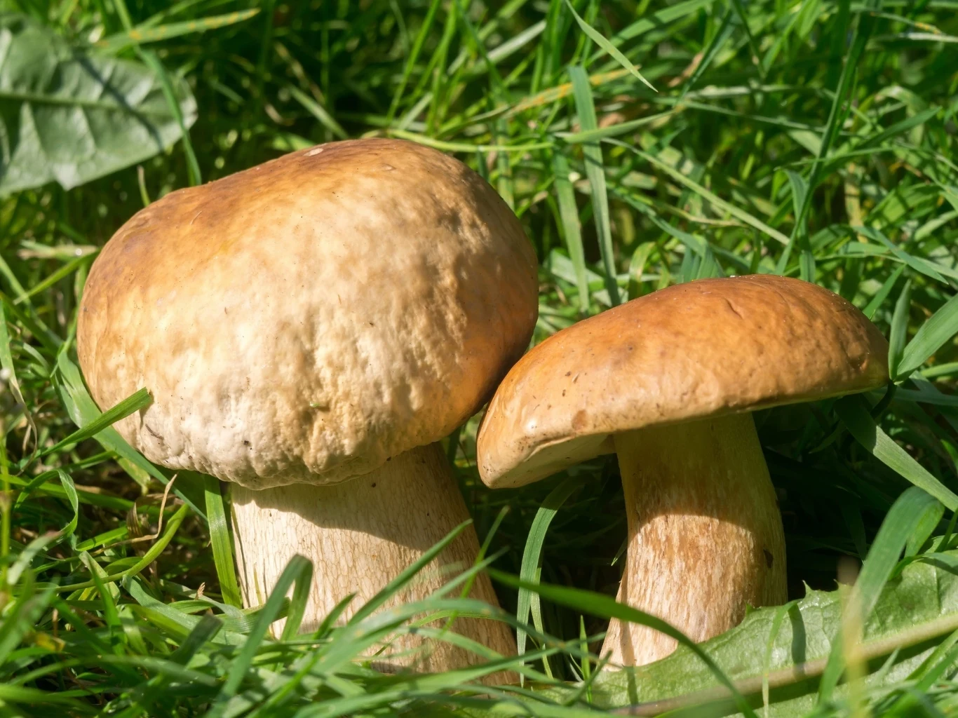 Dwa borowiki rosnące wśród gęstej zielonej trawy, o jasnobrązowych kapeluszach i grubych trzonach.