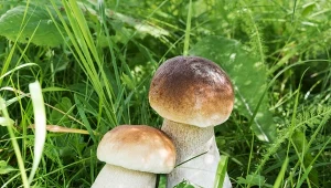 Borowiki pod oknem bez wypraw do lasu. Podlej wodą z cukrem