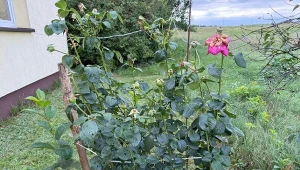 We wrześniu syp garściami pod róże. Wiosną odrodzą się gęste od pąków