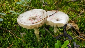Dlaczego muchomor sromotnikowy jest tak groźny? Skutki zatrucia mogą być nieodwracalne