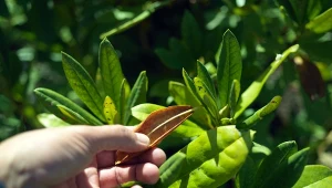 Usuń z rododendrona, ale nie przycinaj. Za rok będzie kwitł zachwycająco