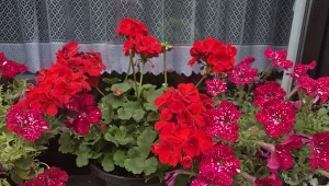 Nawóz na ostatnią falę kwitnienia pelargonii. Wcześniej wzmacniał pomidory